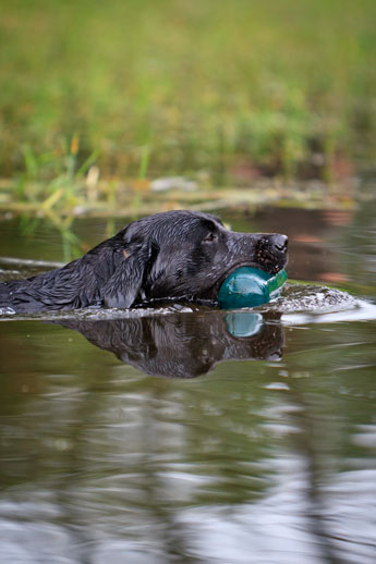 Dog2Learn8